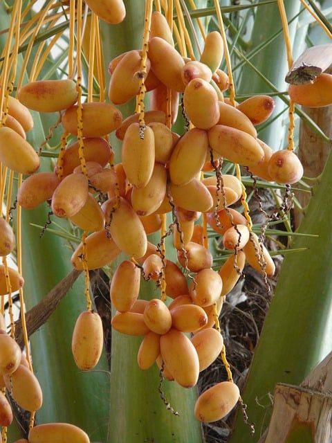 Dates Fruit
