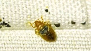 A picture of a bed-bug on the mattress