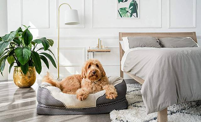 Best Dog Beds for Large Breeds Review 2020 - The Sleep Judge
